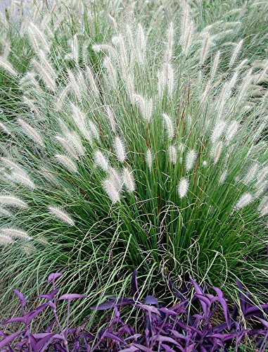 3 x Pennisetum alopecuroides 1 Liter (Ziergras/Gräser/Stauden) Lampenputzergras ab 3,19 pro Stück