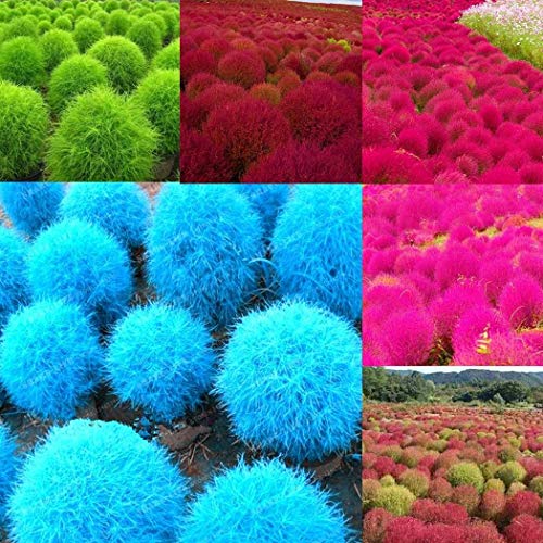 Anitra Perkins - 200 Stück Exotic Ziergras Samen Bärenfellgras Bodendecker winterhart mehrjährig bunt, Japan-segge Besenkraut Bassia scoparia Saatgut (Mischung)