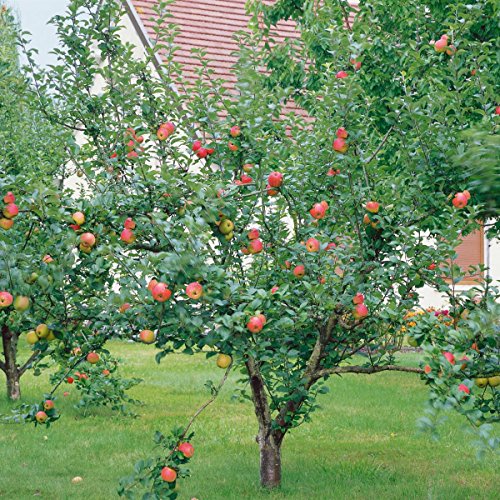 Dominik Blumen und Pflanzen, Apfel Gravensteiner Busch, 1 Pflanze