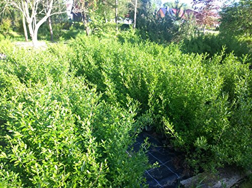 20 x Liguster im Topf 2 Jahreszucht Heckenpflanzen (Freiland aufgezogen)