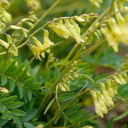 Asklepios-seeds - 100 Samen Chinesischer Tragant, Astragalus membranaceus (mongholicus), Selten
