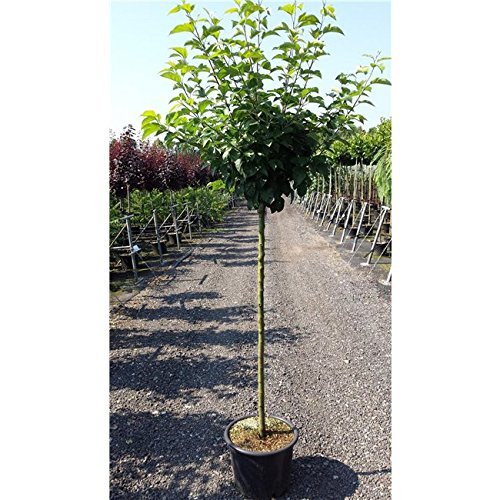 Apfel Baum 'Cox Orange Renette' Malus domestica im 7,5l Topf gewachsen 150-200cm Obstbaum winterhart