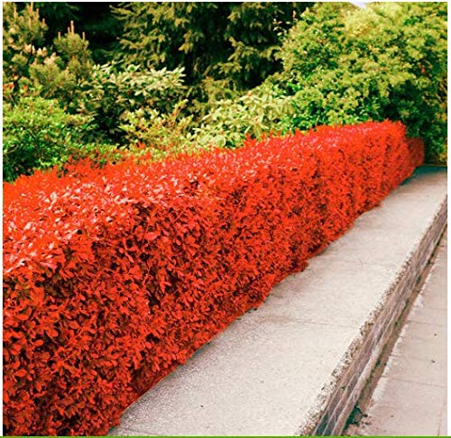 Beautytalk-Garten-Hecke, Zierpflanzen mehrjährig winterhart Heckenpflanzen WildBlumen Biene-Paradies Pflanzen für Hausgarten