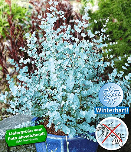 BALDUR-Garten Winterharter Eukalyptus 'Azura', 1 Pflanze Eucalyptus gunni