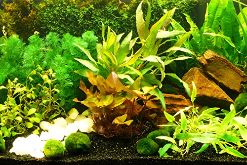 Zoomeister - Aquarium-Pflanzen-Set 'Sorgenfrei' Einfach+Schön+Gut