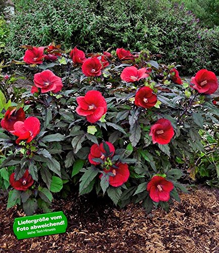 BALDUR-Garten Winterharter Hibiskus 'Summerific''Midnight Marvel';1 Pflanze