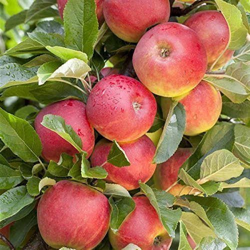 Apfel Baum 'Elstar' Malus domestica 150-200cm im 7,5L Topf gewachsen winterhart