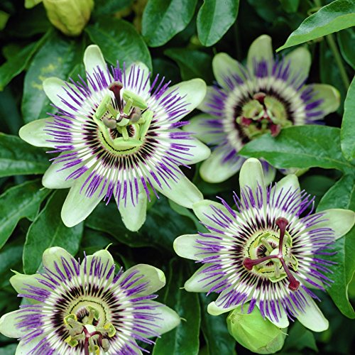 Passionsblume (Passiflora caerulea) - Kletterpflanze, Winterhart & Immergrün - 1,5 Liter Topf | ClematisOnline Kletterpflanzen & Blumen