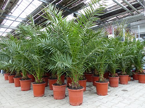 Palme 120 - 150 cm, XL Phoenix canariensis, kanarische Dattelpalme, winterhart