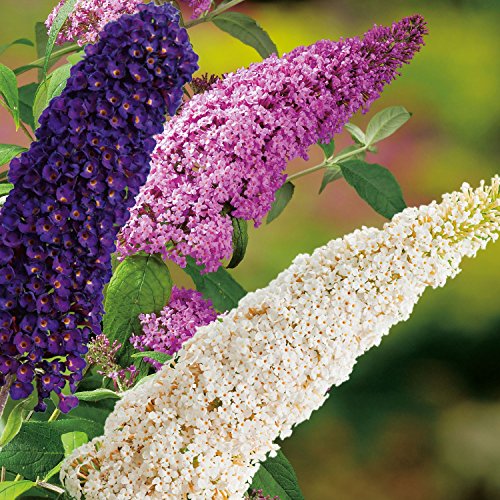 Drei-Farben-Sommerflieder 'Tricolor' (Buddleja Davidii) - Drei Farben Flieder in einem Topf von Garten Schlüter