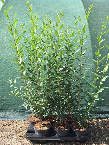 Ligustrum Liguster Heckenpflanze 2-3L Topf gewachsen 60-100cm