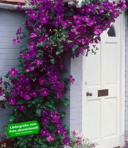 BALDUR-GartenClematis The President Kletterpflanze, 1 Pflanze winterhart