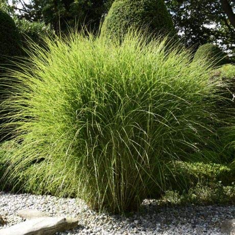 Qulista Samenhaus - 100pcs Rarität Garten-Chinaschilf Gracilimus Ziergras winterhart mehrjährig pflegeleicht für Freiflächen, Beete, Steinanlagen