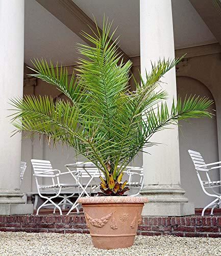 BALDUR-Garten Kanarische Dattelpalme, 1 Pflanze Phoenixpalme