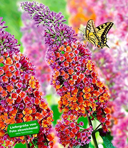 BALDUR-Garten Buddleia Sommerflieder 'Flower-Power', 1 Pflanze, Buddleja Hybride