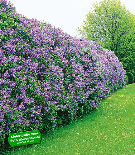 Flieder-Hecke,6 Pflanzen