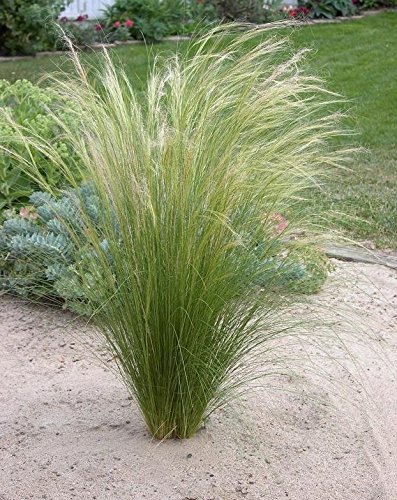 3 x Stipa tenuissima 'Pony Tails' 1 Liter (Ziergras/Gräser/Stauden) Federgras ab 3,19 € pro Stück