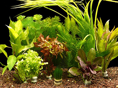 Zoomeister - 5 verschiedene Bund Wasserpflanzen, ca. 35 Einzelpflanzen gegen Algen