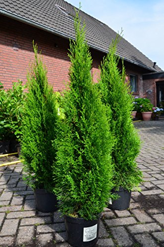 Smaragd Lebensbaum Thuja occidentalis Smaragd 100 - 125 cm hoch im 5 Liter Pflanzcontainer