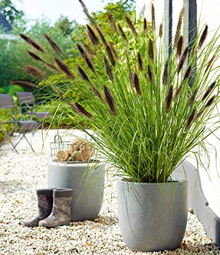 Soteer Garten - Selten Schwarzes Lampenputzergras Samen Ziergras Hasenschwanz-Gras Saatgut Grassamen winterhart mehrjährig für Garten Balkon/Terrasse