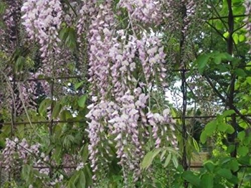 Japanischer Blauregen - Wisteria Floribunda Rosea - raschwüchsig, stark duftend - 40-60 cm