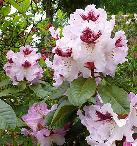 Großblumige Rhododendron Herbstfreude 40-50cm - Alpenrose