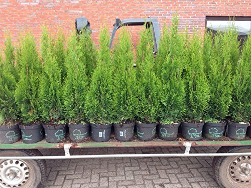 Edel Thuja Smaragd, Topf gewachsen ca100cm, Bestseller ! Mit Garantie! (80-100cm 5l)