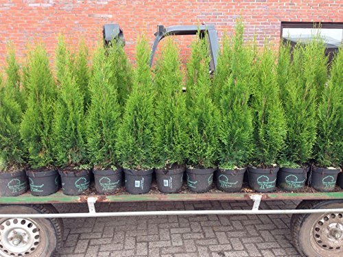 Edel Thuja Smaragd, Topf gewachsen ca100cm, Bestseller ! Mit Garantie! (80-100cm 5l)