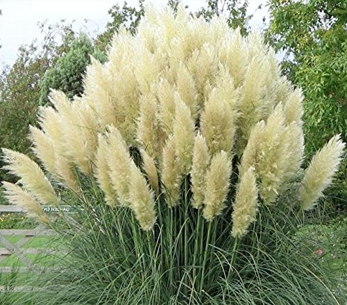 10 x Cortaderia selloana ‚White' 1 Liter (Ziergras/Gräser/Stauden) Pampasgras ab 3,19 pro Stück