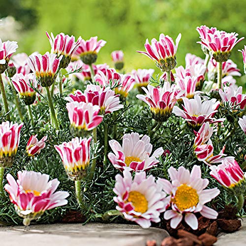 Soteer Garten - Duftende Marokko Kamille Samen Blumensamen Bodendecker Afrikanisches Ringkörbchen Polsterstaude winterhart mehrjährig für Garten Balkon/Terrasse