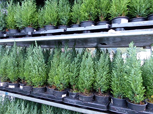 20 Premium winterharte Koniferen 'Ellwoodii' Zypressen Heckenpflanze Konifere Thuja