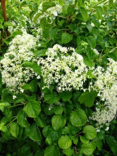 Kletterhortensie Hydrangea petiolaris 80 cm hoch im 3 Liter Pflanzcontainer
