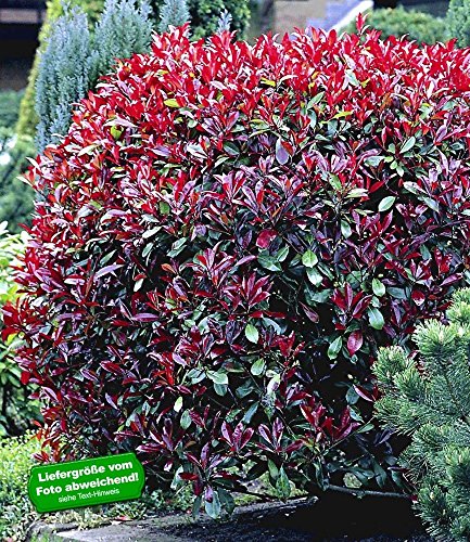 BALDUR-Garten Photinia-Hecke 'Red Robin', 5 Pflanzen Heckenpflanzen immergrüne winterharte Hecke