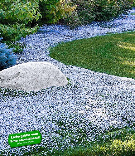 BALDUR-Garten Winterharter Bodendecker Isotoma 'Blue Foot';9 Pflanzen