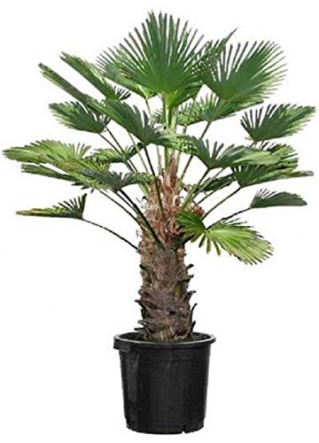 Seltene Trachycarpus Wagnerianus Hanfpalme bis 150 cm Höhe Frosthart bis -19 Grad