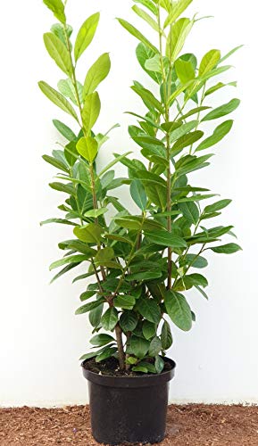 Kirschlorbeer Heckenpflanzen immergrün Sichtschutz Prunus lauroc.'Novita' im Topf gewachsen 80-100cm (10 Stück)
