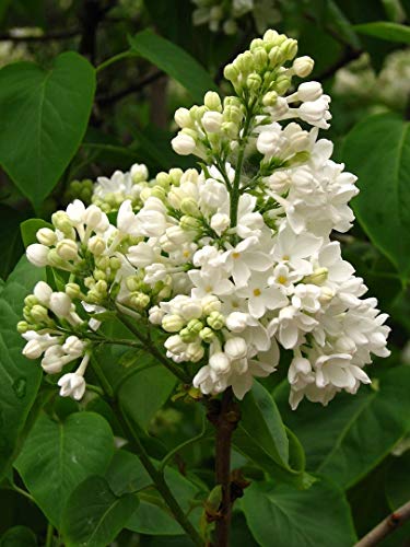 Weißer Flieder Syringa vulgaris alba Pflanze 20cm Strauch tolle weiße Blüten