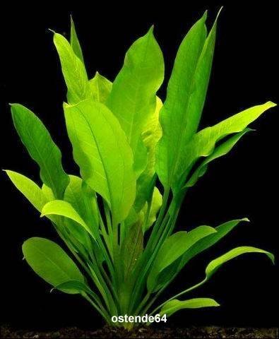 WFW wasserflora 2 Bunde Große Amazonas-Schwertpflanze/Echinodorus bleheri
