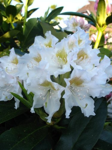 Alpenrose Rhododendron Cunningham's White 70 cm hoch mit Ballen