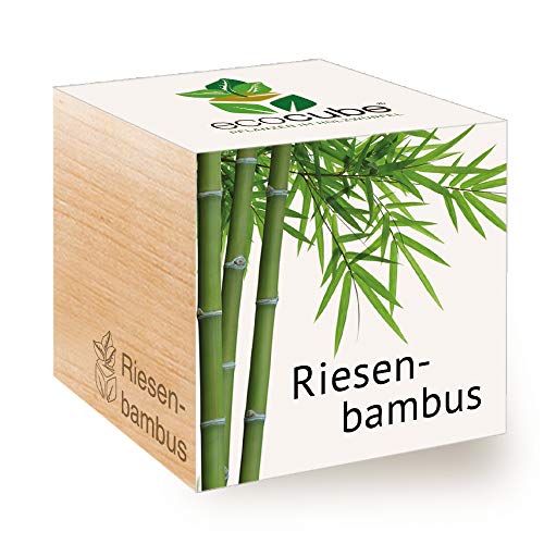 Feel Green Ecocube Riesenbambus, Nachhaltige Geschenkidee (100% Eco Friendly), Grow Your Own/Anzuchtset, Pflanzen Im Holzwürfel, Made in Austria