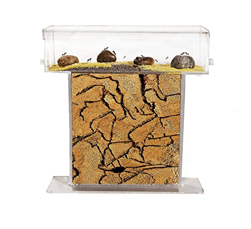 Ant Farm T with free Ants and Queen - Educational formicarium for LIVE ants