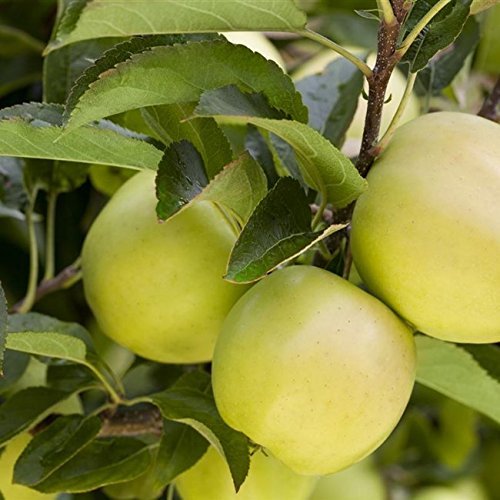 Apfel Baum 'Golden Delicious' Malus domestica im 7,5L Topf gewachsen 150-200cm winterharter Obstbaum