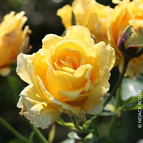 Kletterrose 'Sommergold (Premium) - Leuchtend goldgelb blühende Topfrose im 6 L Topf - frisch aus der Gärtnerei - Pflanzen-Kölle Gartenrose