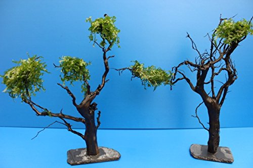 Moorkienwurzel XL 25-30cm bepflanzter Moorkien Garnelenbaum auf Schiefer Moorkienwurzeln Wurzel Moorkienholz