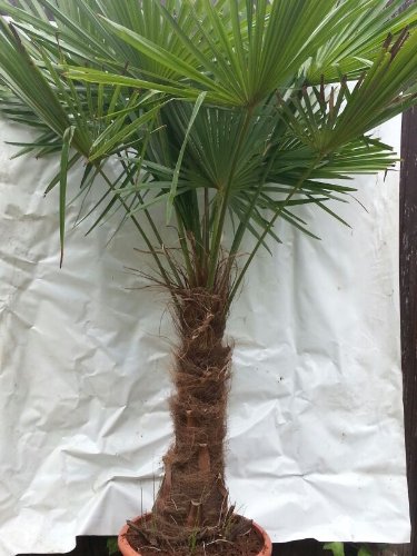 - Winterharte Palme - Trachycarpus fortunei 'Chinesische Hanfpalme' 180 cm  Stamm 50 cm