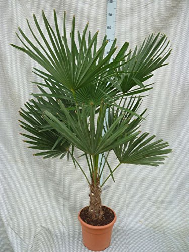 Trachycarpus fortunei, Palme, Hanfpalme Winterhart, Gesamthöhe:120-140cm Stamm. 30+cm - Topf Ø 30 cm - 15 Ltr