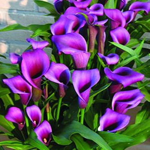 Soteer 100 Stück Calla Lilien Samen Seltene Pflanzen Blumensamen Mischfarbe Bonsai für Garten, Balkon usw.