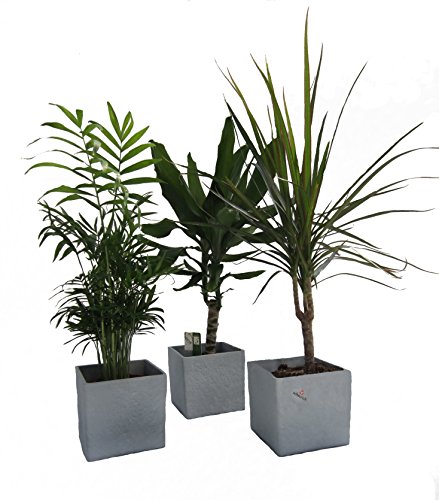 Dominik Blumen und Pflanzen, Zimmerpflanzen Palmen-Trio im Scheurich Würfeltopf grau-stone, circa 14 x 14 x 14 cm, 3 Pflanzen und 3 Töpfe, grün