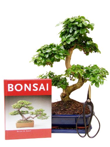 Bonsai-Geschenkset Anfänger-Set Liguster zimmertauglich immergrün vier-teilig ca. 9 Jahre alt, ca. 30 - 35 cm hoch