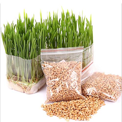 Cat Grass Seeds für Hairball Entfernen 600Pcs Mini Bio-Haustier Gras Kit - Grow Wheatgrass für Haustiere